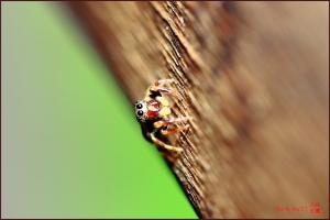 台中Wang~~昆蟲.....蛛......其它(15)