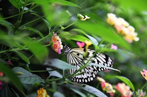 20111010~埔里舞蝶 ^ ^