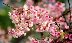 2013 老鏡櫻花(CZJ 135mmF3.5)