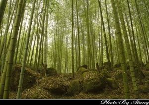 旅拍 - 溪頭森林之旅