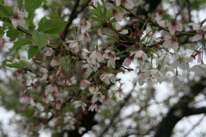 櫻花