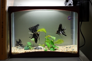 神仙魚(水族)