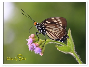 2010年喜愛的蝴蝶圖片