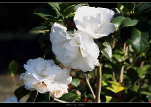 賞花趣~~~茶花