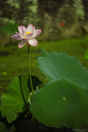 ☆至德園☆—☆彩荷☆