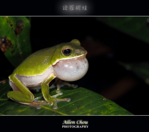 夜拍諸羅樹蛙