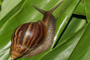 非洲大蝸牛嘿咻照