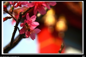 清水岩寺櫻花隨拍