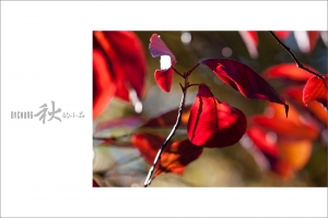 ::: Autumn 秋的小品 :::
