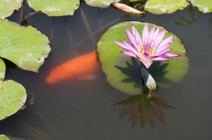 第一次拍荷花?蓮花?