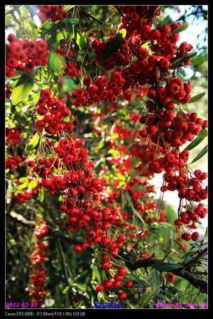 武陵農場之藍天風情與櫻花之戀...By Tony