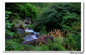 迷霧森林-馬告生態公園&明池