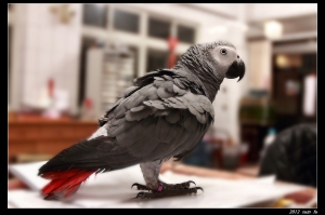 小麥---幫大鳥拍自拍照