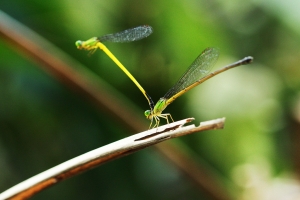 夏末秋初巡四崁 100mm USM Macro