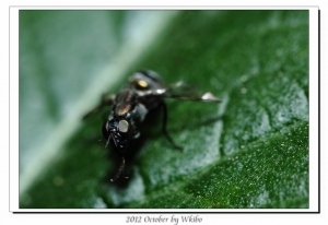蟲蟲大軍-國慶閱兵