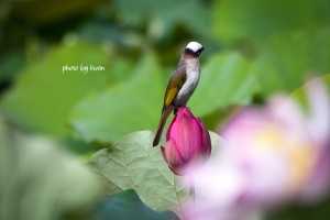 台大安康農場&nbsp;&nbsp;荷花祭