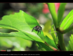 蠅虎．花．蝴蝶
