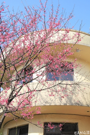 北七の桜
