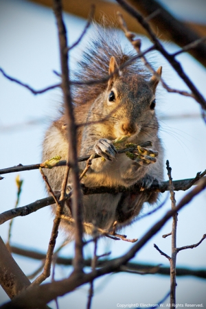 Just a little squirrel