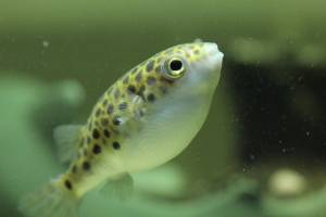 金娃、八字+頭腦不正常的我[新百微]