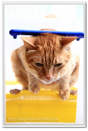 貓咪的大便臉(2)_橘子貓