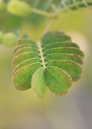 135mm f2 L 再試影植物 (with X2)