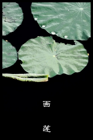 画莲