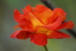 N家用戶 新手試貼