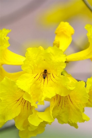 黃金風鈴花 隨拍