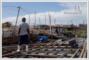海邊男兒的養蚵事件簿