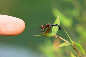 漆黑蜻蜓