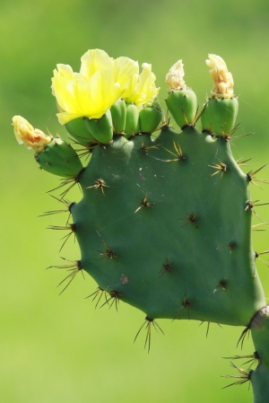 廣興堂 隨拍之一 -- 有趣的仙人掌
