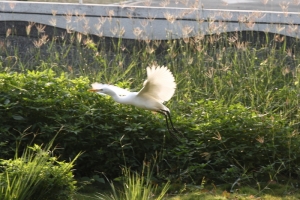 晨光序曲-早安!! 蓮池潭之白鷺鷥(鶴)