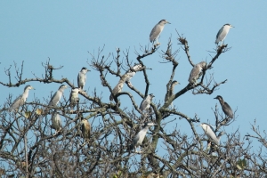 桃園許厝港-夜鷺保護區