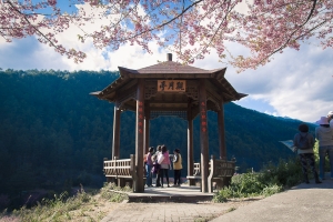 武陵農場-櫻花季