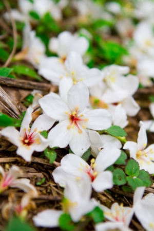 竹南的人間仙境四月雪