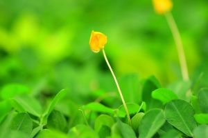 我家附近的小花小草