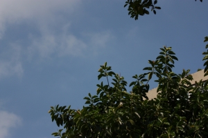 小小白IS 試拍花草篇~