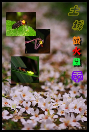 ◆土城螢火蟲季