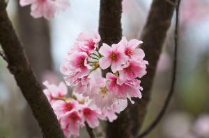 2009陽明山花季